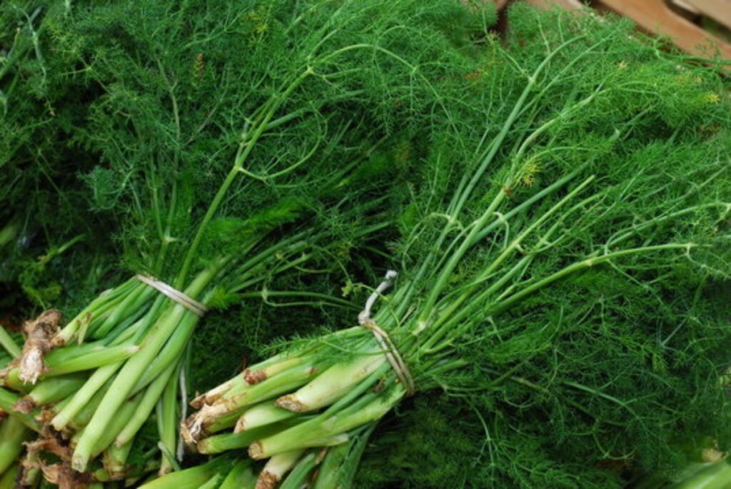 Finocchio selvatico: per sgonfiare la pancia e favorire la digestione