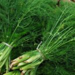 Finocchio selvatico: per sgonfiare la pancia e favorire la digestione