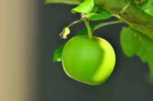 Dieta della mela: come perdere peso col menù dei 3 giorni