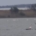 Fenicotteri nei Pantani della Sicilia sudorientale VIDEO