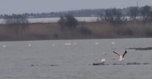 Fenicotteri nei Pantani della Sicilia sudorientale VIDEO