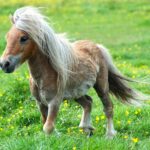 Pony seviziato e trascinato da auto per chilometri