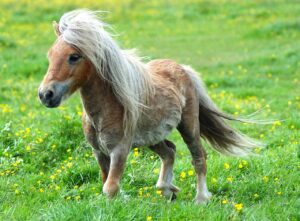 Pony seviziato e trascinato da auto per chilometri