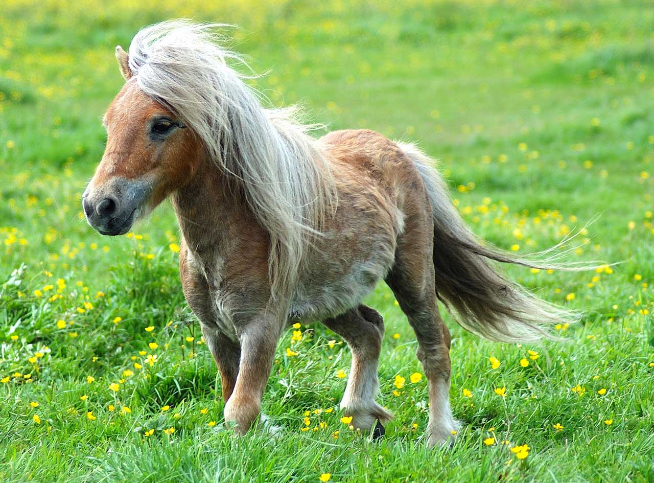 Pony seviziato e trascinato da auto per chilometri