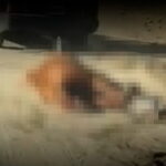 Acate, domenica protesta animalisti per pony massacrato, rischio disordini