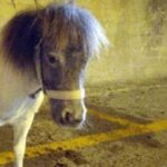 Il proprietario del pony ucciso ad Acate è un congiunto del reo confesso