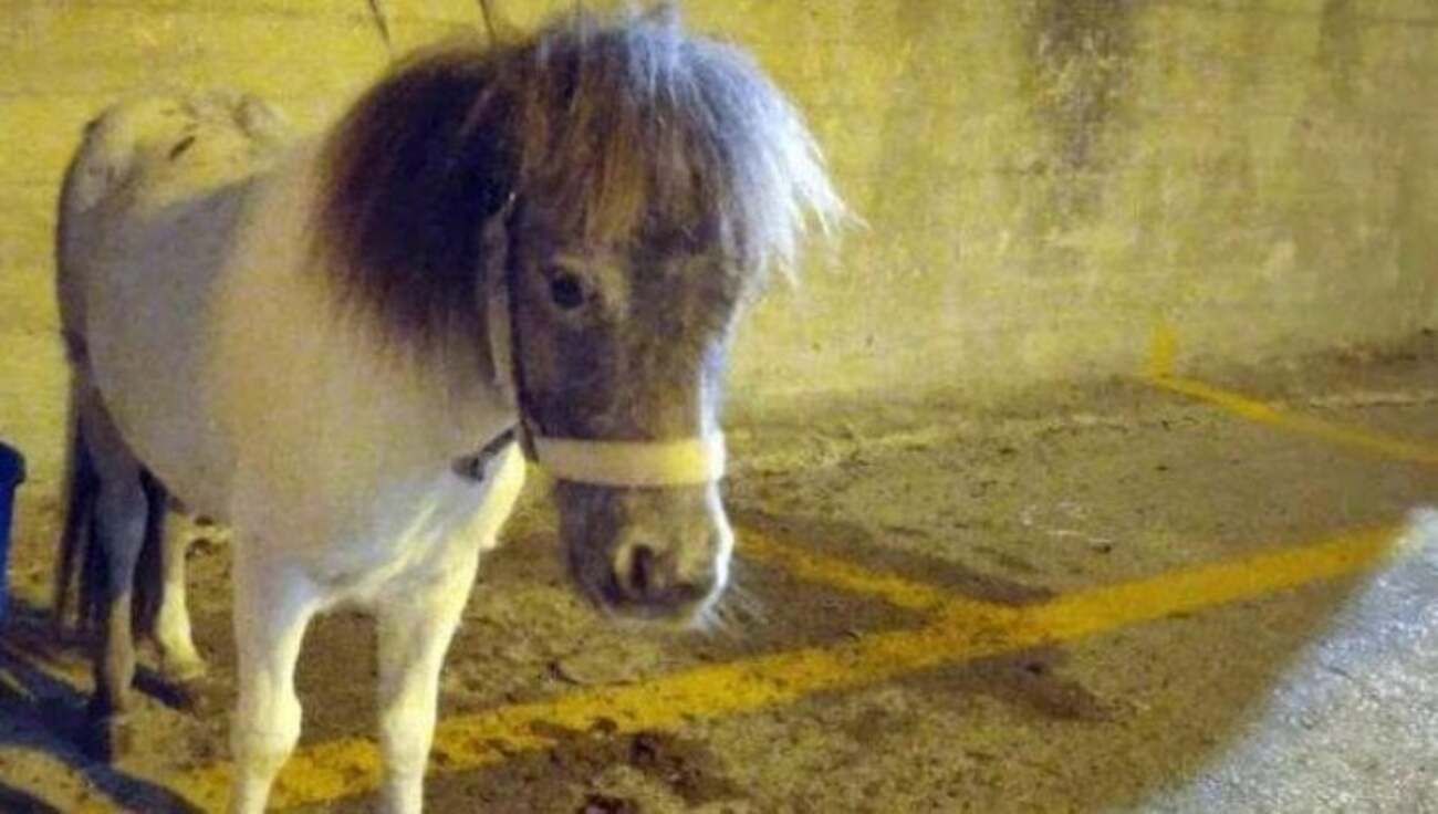 Il proprietario del pony ucciso ad Acate è un congiunto del reo confesso