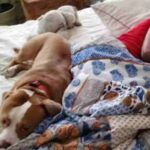 Scicli, genitori dormono con pitbull nel letto, cane azzanna figlio 3 anni