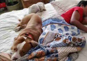 Scicli, genitori dormono con pitbull nel letto, cane azzanna figlio 3 anni