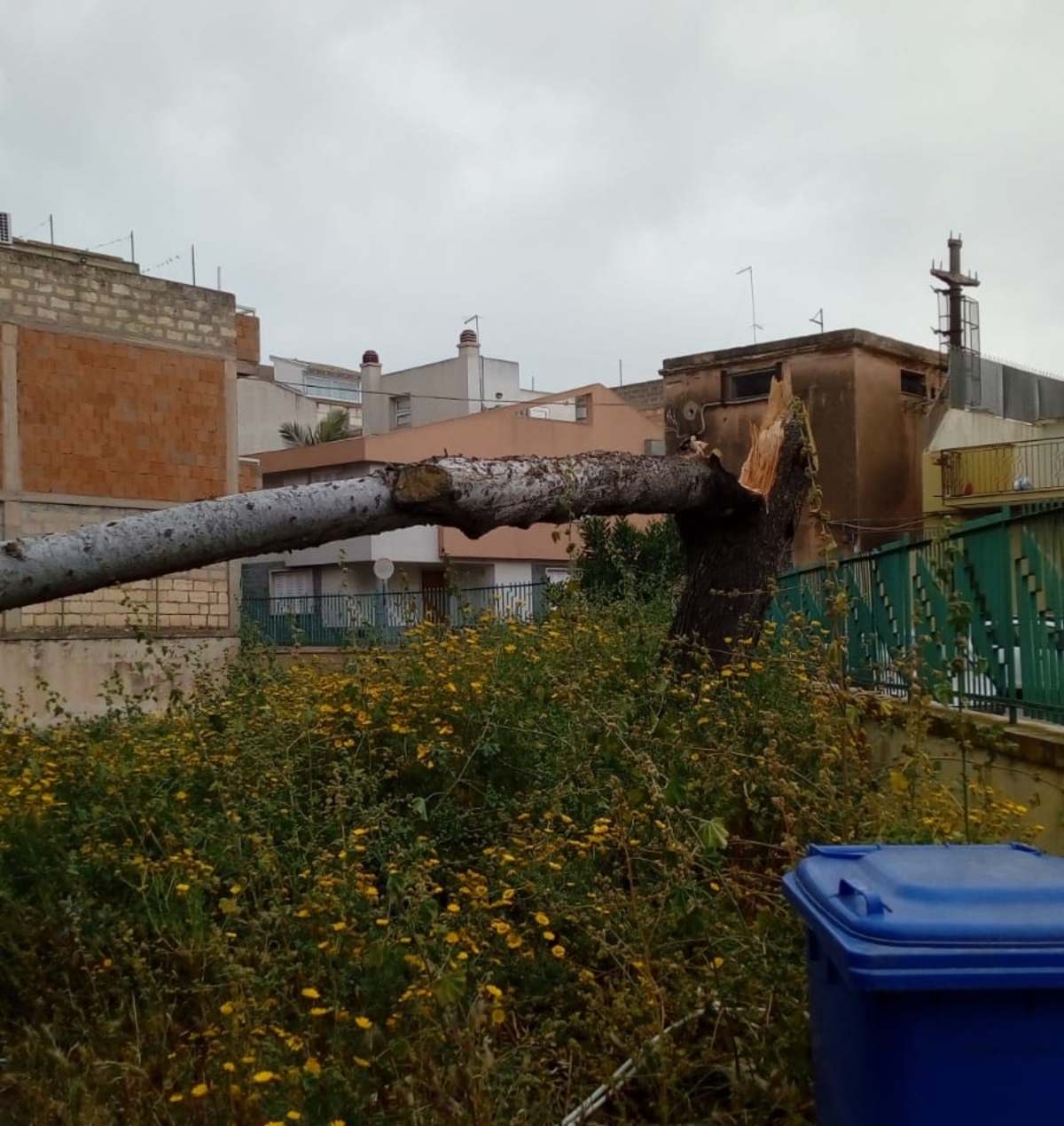 Vento forte sul ragusano: albero crolla a Vittoria, disagi a Comiso