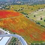 E sono mille papaveri rossi