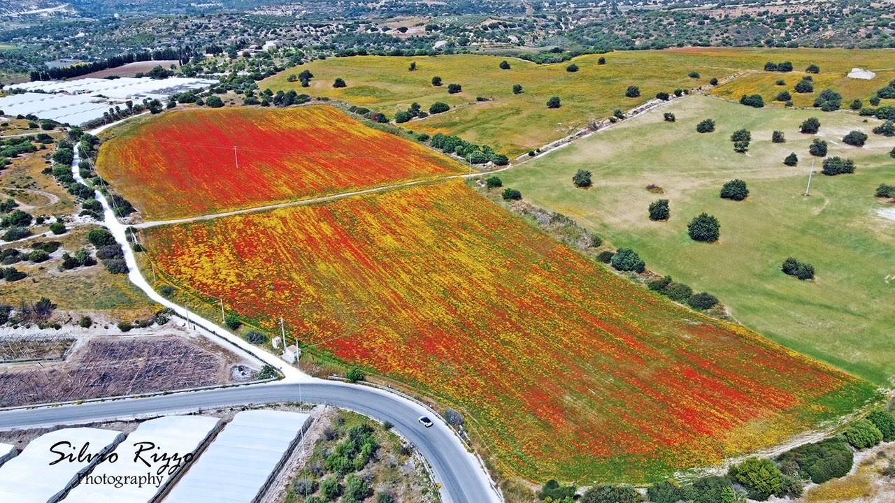 Uno spettacolare, campo di papaveri, tra Santa Croce e Vittoria. VIDEO