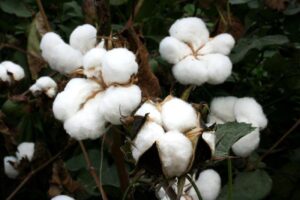 Dieta del cotone: la follia umana non ha limiti