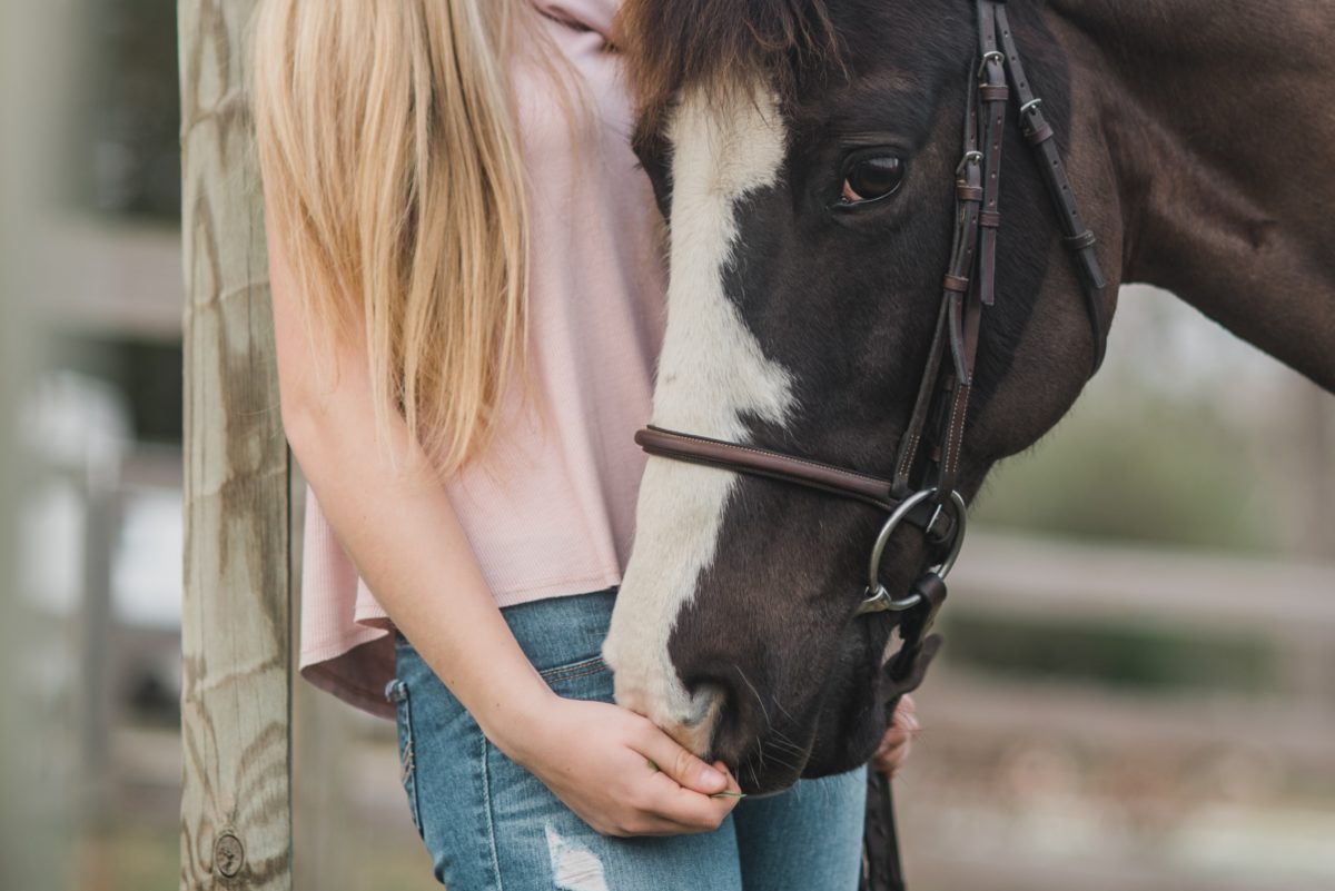 Ad Acate per il patrono mettono in palio un cavallo. Animalisti contro