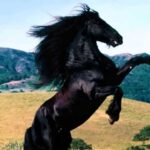 Infuria la polemica del cavallo ad Acate, il parroco: Io non c'entro!
