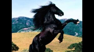 Infuria la polemica del cavallo ad Acate, il parroco: Io non c'entro!