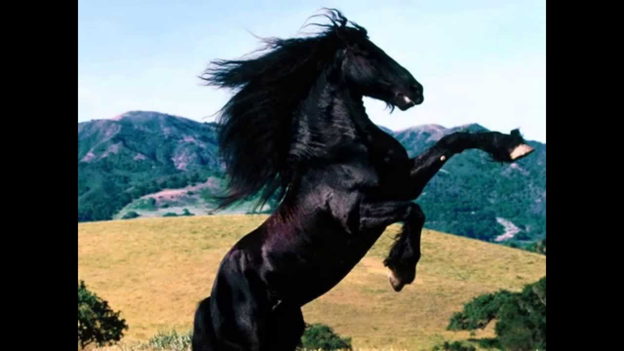 Infuria la polemica del cavallo ad Acate, il parroco: Io non c’entro! Infuria la polemica del cavallo ad Acate, il parroco: Io non c’entro!