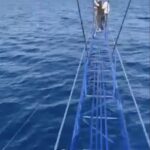 Un grosso squalo ripreso da pescatori nello Stretto di Messina