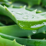 Aloe per dimagrire: il succo di Aloe vera per perdere peso