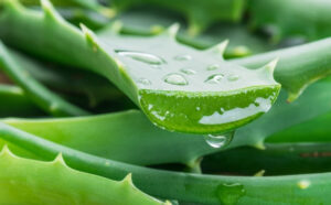 Aloe per dimagrire: il succo di Aloe vera per perdere peso