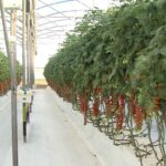 Primo raccolto di pomodori per la serra pilota con coltivazione idroponica