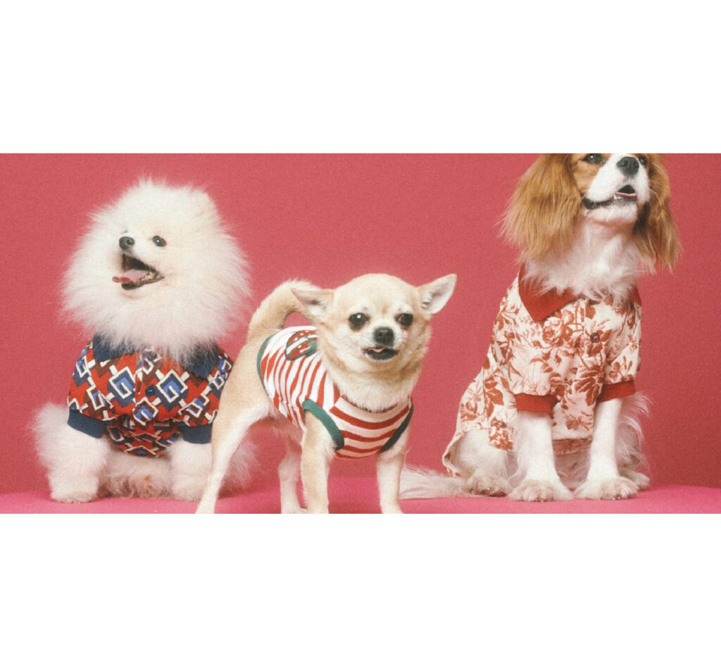Gucci Pet collection