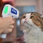Un gatto ha trasmesso il Covid a un essere umano
