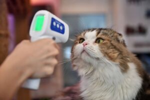 Un gatto ha trasmesso il Covid a un essere umano