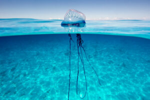 La finta medusa coi tentacoli urticanti è una specie atlantica presente nel Mediterraneo già da metà 800: niente psicosi, ma attenzione