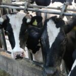 La zootecnia ragusana converte le stalle da latte alla produzione di carne