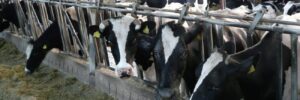 La zootecnia ragusana converte le stalle da latte alla produzione di carne