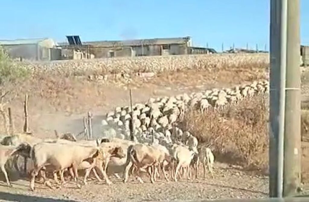 Vendesi gregge a Giarratana, 250 capi VIDEO