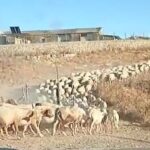 Vendesi gregge a Giarratana, 250 capi VIDEO
