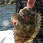 Pesce palla maculato, pesce scorpione, pesce coniglio scuro e pesce coniglio striato: l'Ispra invita bagnanti e sub a fare attenzione e segnalarli in caso di avvistamenti