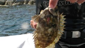 Pesce palla maculato, pesce scorpione, pesce coniglio scuro e pesce coniglio striato: l'Ispra invita bagnanti e sub a fare attenzione e segnalarli in caso di avvistamenti
