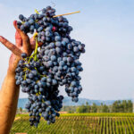 Vendemmia in Sicilia, meno uva, ma grande qualità