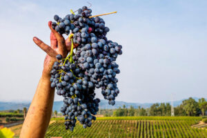 Vendemmia in Sicilia, meno uva, ma grande qualità
