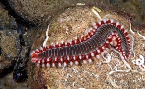 Sulle nostre tavole avremo presto nuove specie da mangiare
