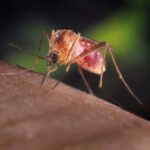 West Nile: un morto nel Bresciano