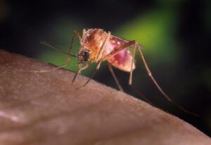 West Nile: un morto nel Bresciano