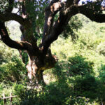 A Geraci Siculo progetto valorizza 4 alberi monumentali