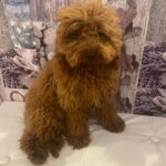 Smarrito barboncino Toy in zona Marza Santa Maria del Focallo