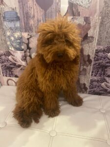 Smarrito barboncino Toy in zona Marza Santa Maria del Focallo