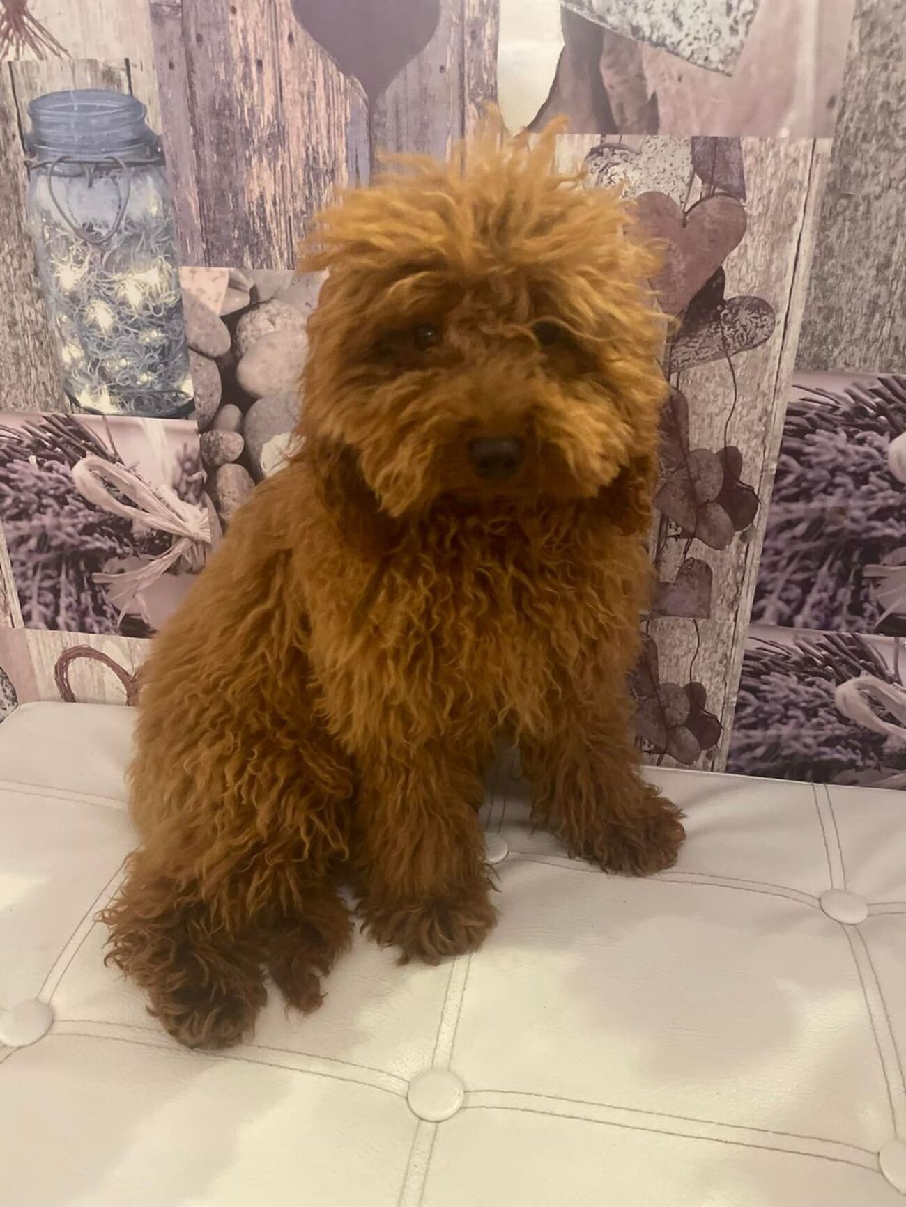 Smarrito barboncino Toy in zona Marza Santa Maria del Focallo