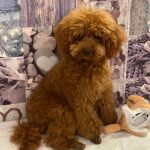 Abbiamo ritrovato il barboncino Toy