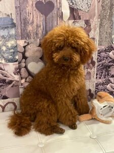 Abbiamo ritrovato il barboncino Toy