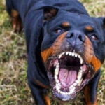 Comiso: gli lancia contro rottweiler durante lite, vittima rischia orecchio