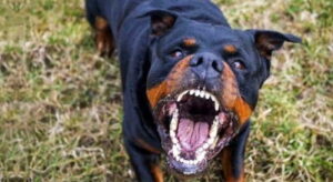 Comiso: gli lancia contro rottweiler durante lite, vittima rischia orecchio