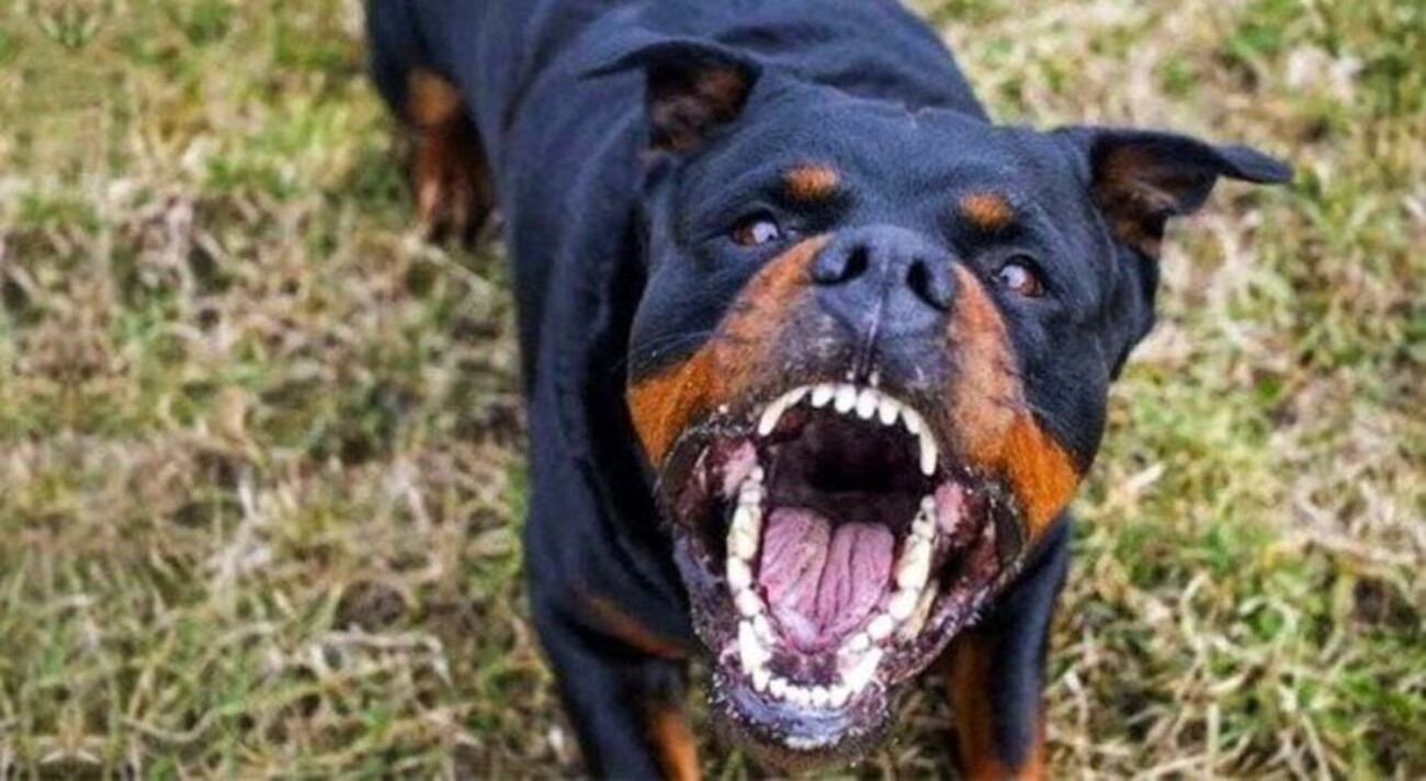 Comiso: gli lancia contro rottweiler durante lite, vittima rischia orecchio