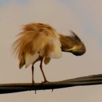 La rara Sgarza ciuffetto a Santa Maria del Focallo FOTO
